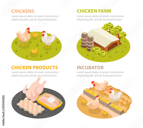 Chicken Farm Compositions Set