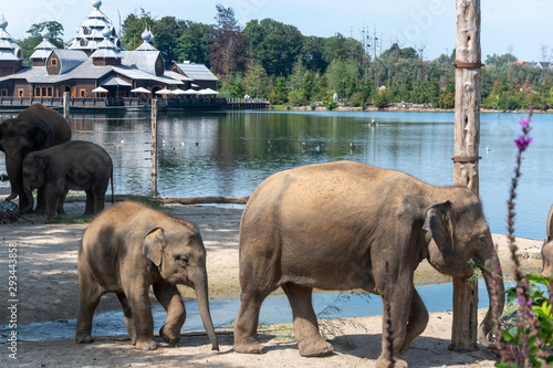 Elephant drinking, bathing, washing in family