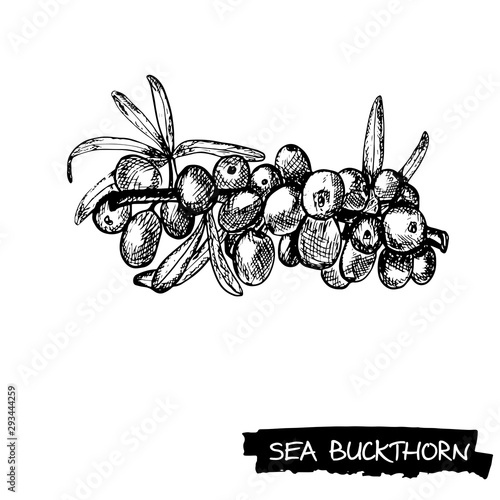 Hand drawn sea buckthorn