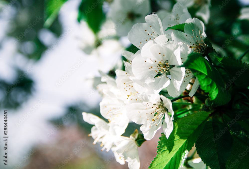 Obraz premium Blühender Kirschbaum im Frühling mit weißen Blüten