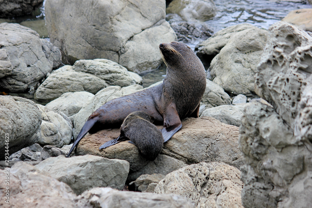 Obraz premium Fur seal chilling at the Pacific Ocean on the South Island of New Zealand