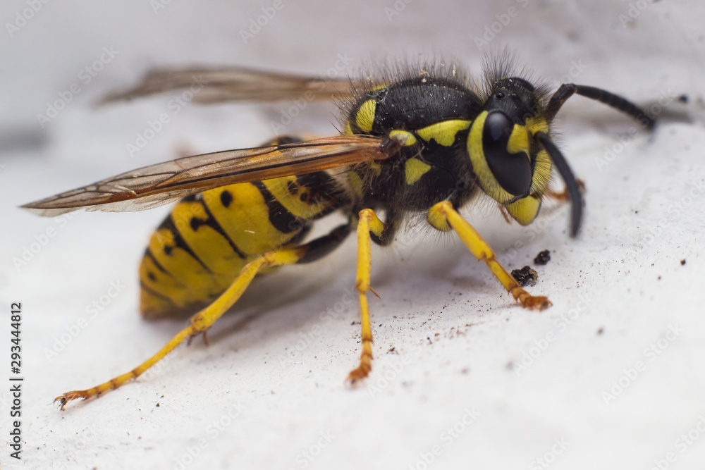 tree wasp in the corner of a wall