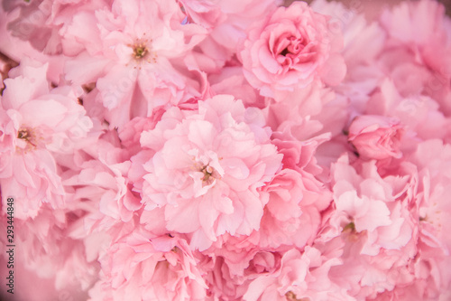 Fototapeta Naklejka Na Ścianę i Meble -  Blühender Kirschbaum im Frühling mit pinken Blüten