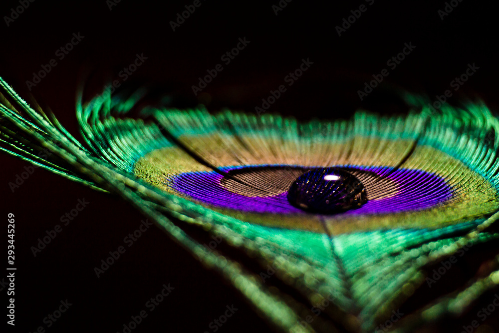 Naklejka premium water drops on a peacock feather