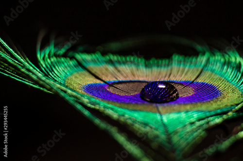 water drops on a peacock feather