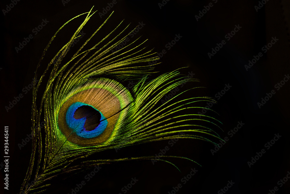 Obraz premium Peacock feather