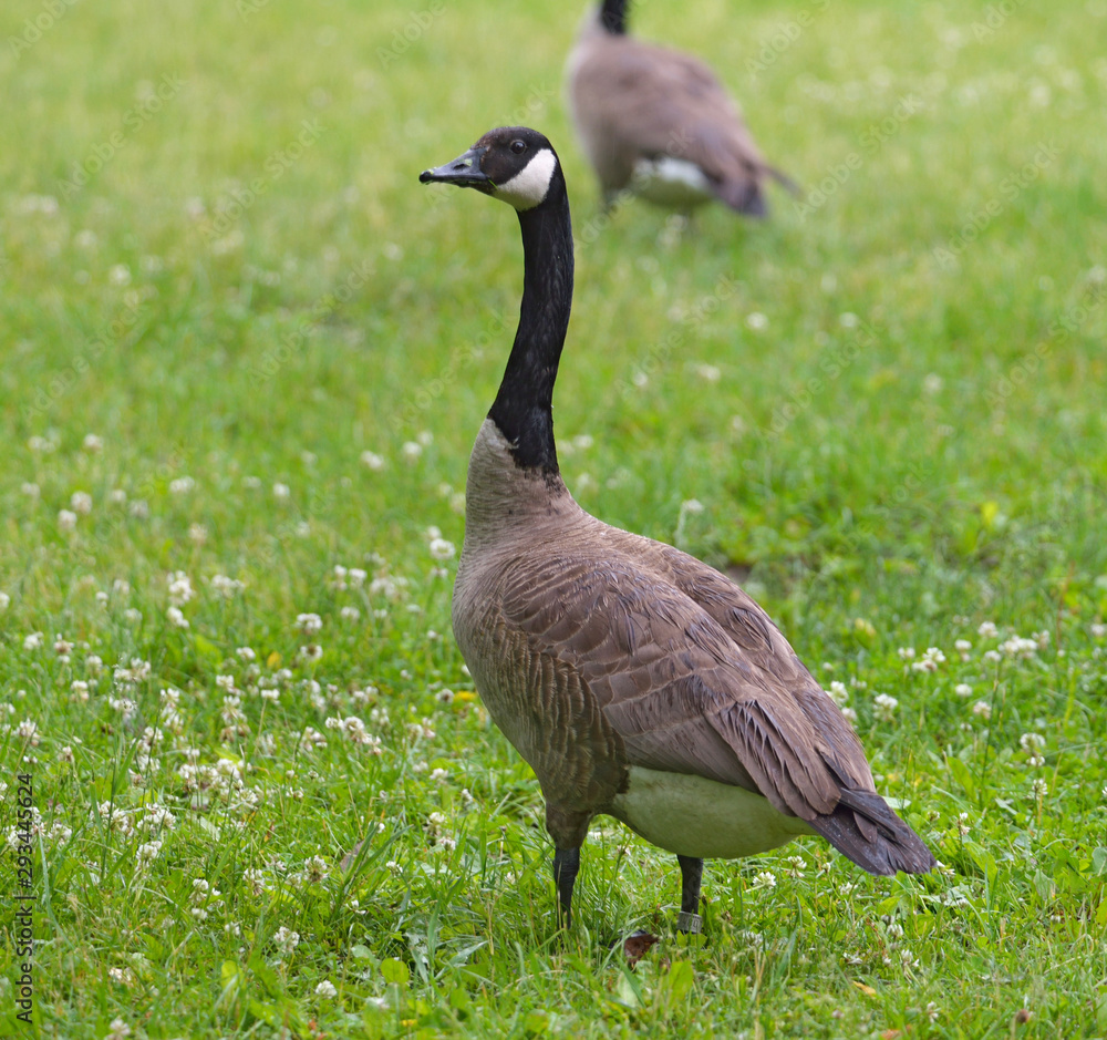 Canada Goose in clover and grass Canada Goose in clover and grass