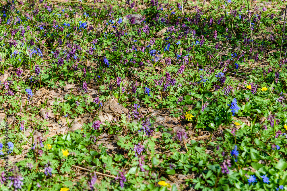 Different flowers in the forest on early spring Different flowers in the forest on early spring