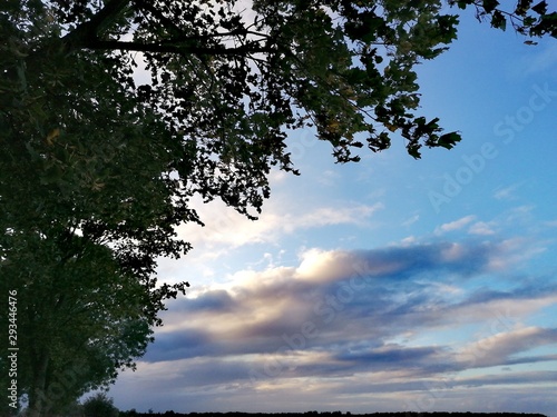 tree and sky