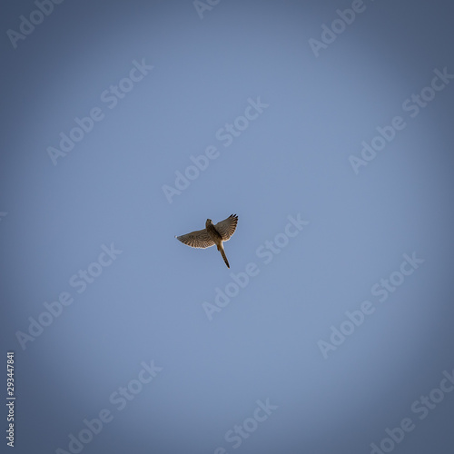 Turmfalke im Flug