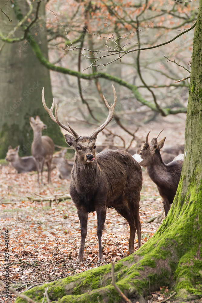 Fototapeta premium stag in the forest
