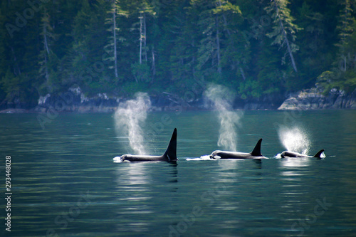 Three orcas in a row, telegraph cove at Vancouver island, British Columbia, Canada. photo