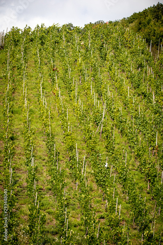 Weinberg mit reben vor Ernte