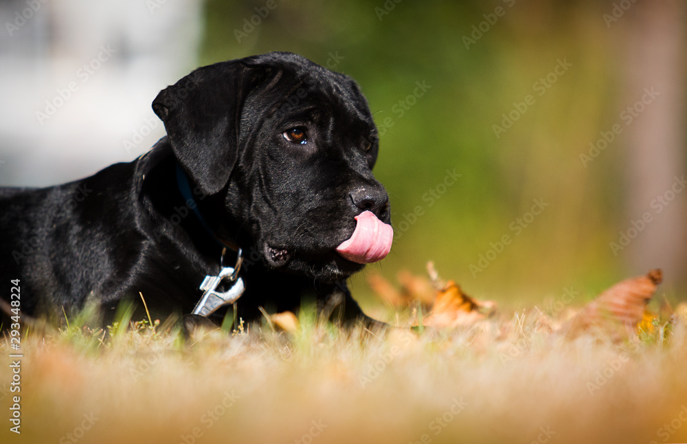 puppy breed Cane Corso on autumn grass