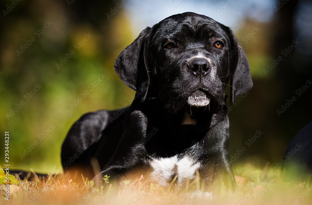 puppy breed Cane Corso on autumn grass puppy breed Cane Corso on autumn grass
