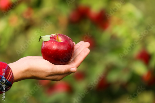 Young woman holding fresh ripe apple outdoors, closeup