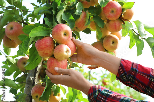 Fotografija Woman picking ripe apples from tree outdoors, closeup