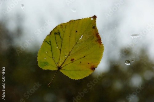 a yellowed leaf clung to the wet glass photo