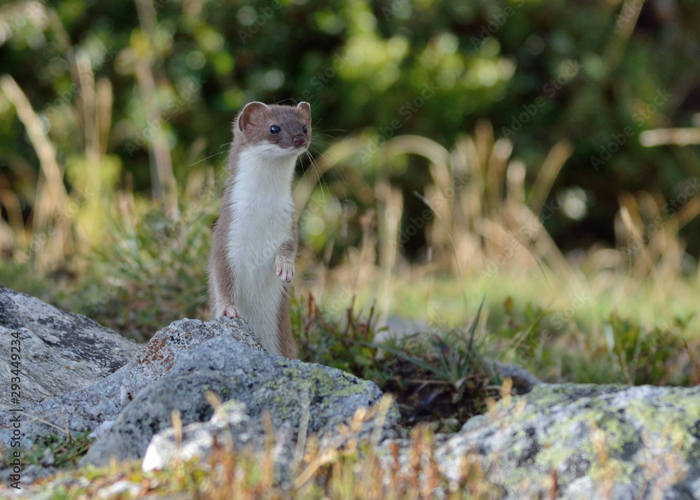 a beautiful ermine erected near the path towards the col de la masse in the french alps in vanoise a beautiful ermine erected near the path towards the col de la masse in the french alps in vanoise