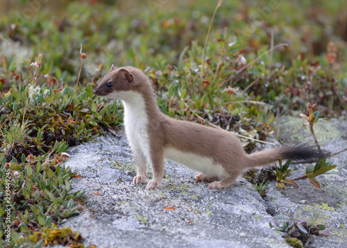 a lively ermine seen during a hike in the alps above the village of Aussois photo