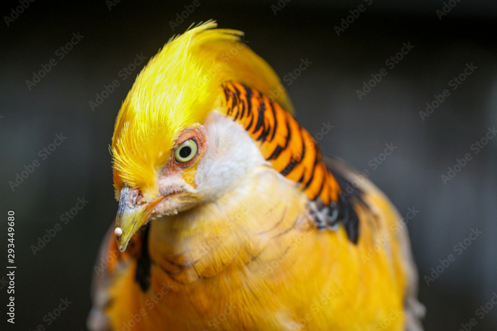 Golden Pheasant / Bird