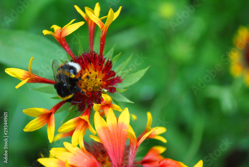 Zinnia bicolor flowers blooming, fluffy umblebee pollinating it, soft background bokeh photo