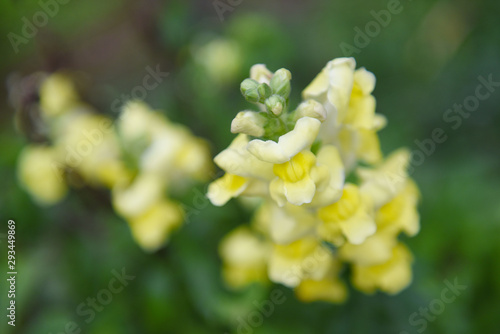 Yellow foxglove flowers