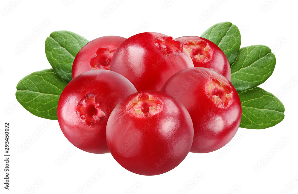 cowberry isolated on white background. cowberry isolated on white background.