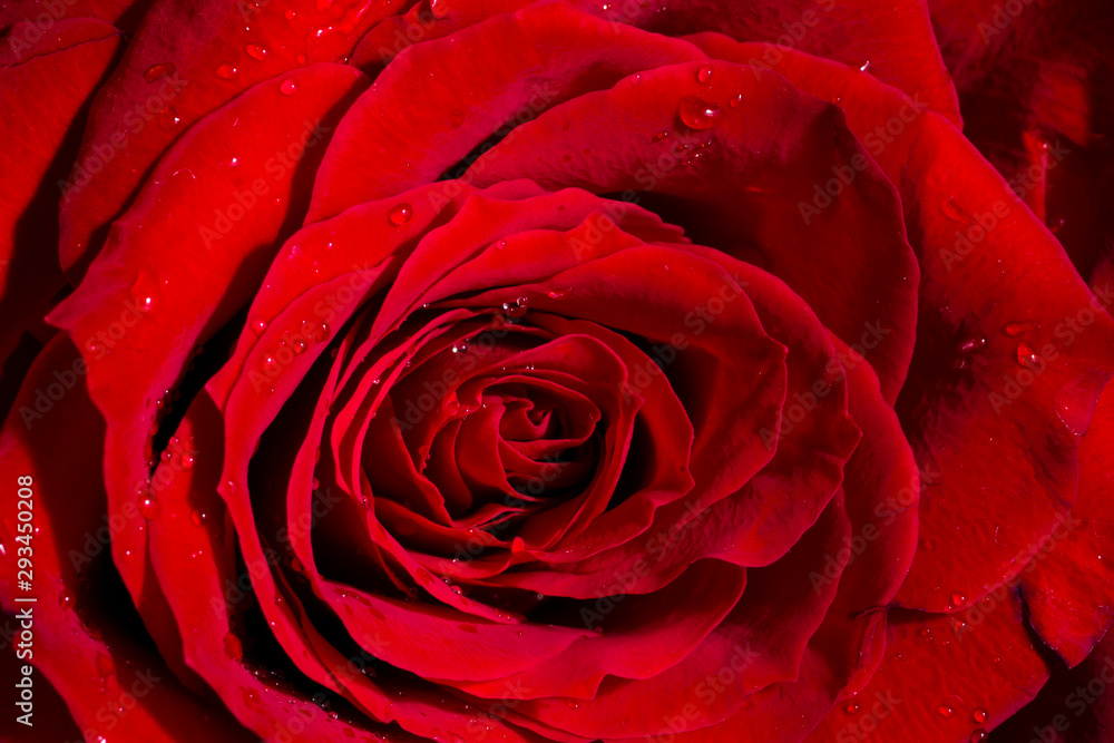red rose with water drops red rose with water drops