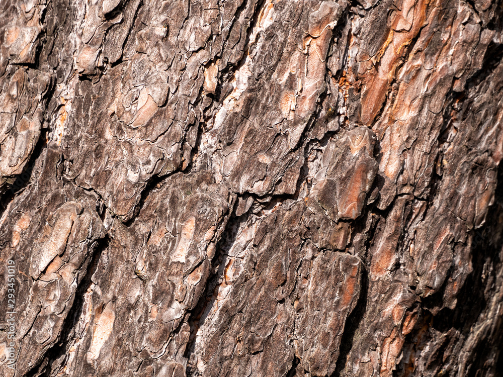 On the pine bark, uneven stripes are located diagonally On the pine bark, uneven stripes are located diagonally