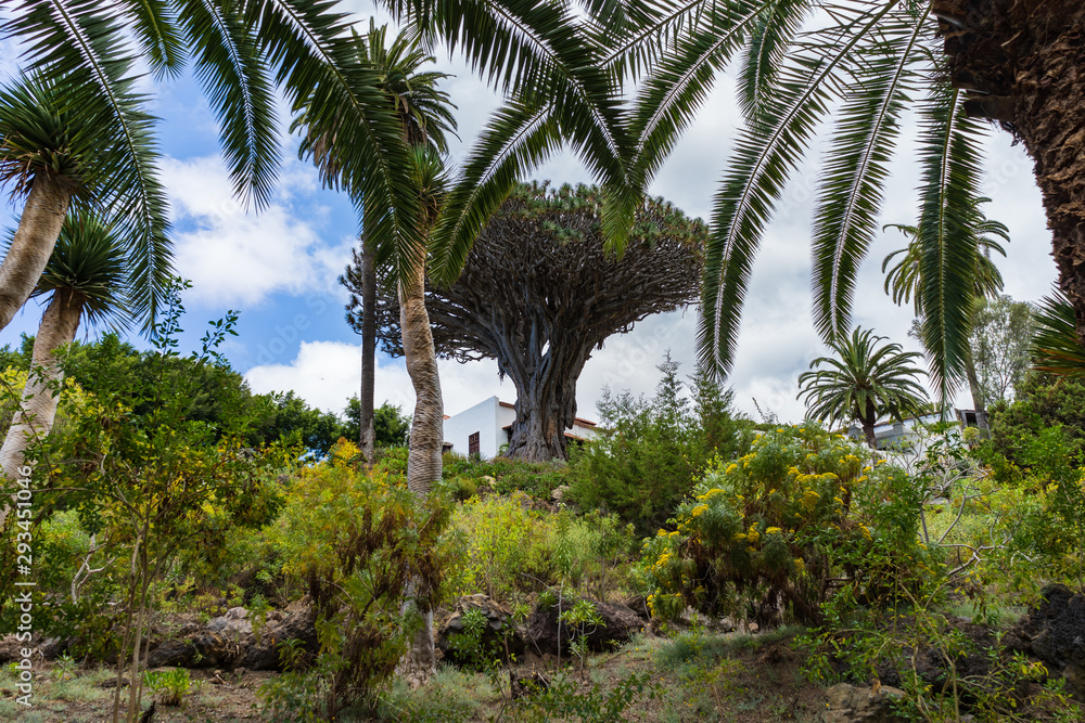Famous Drago Milenario, Millennial Dragon Tree, of Icod de los Vinos in Tenerife, Canary Islands, Spain