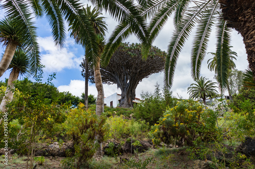 Famous Drago Milenario  Millennial Dragon Tree  of Icod de los Vinos in Tenerife  Canary Islands  Spain