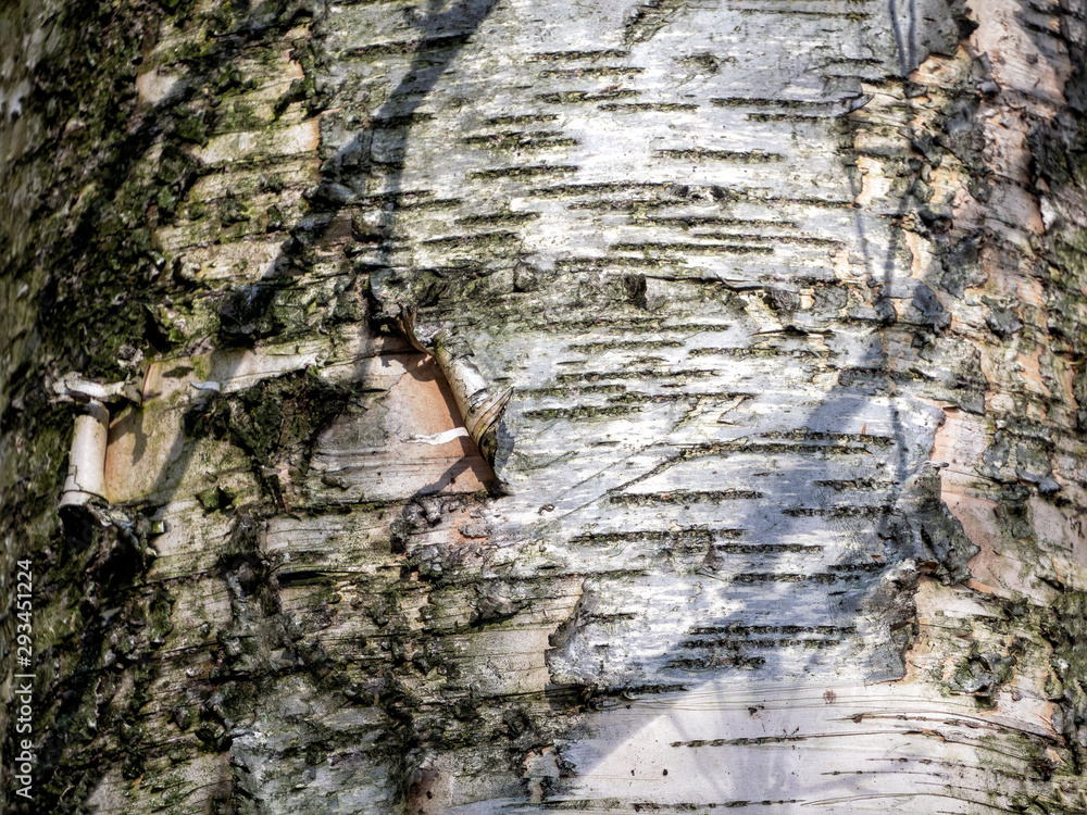 Wood background with parallel lines on the birch bark Wood background with parallel lines on the birch bark