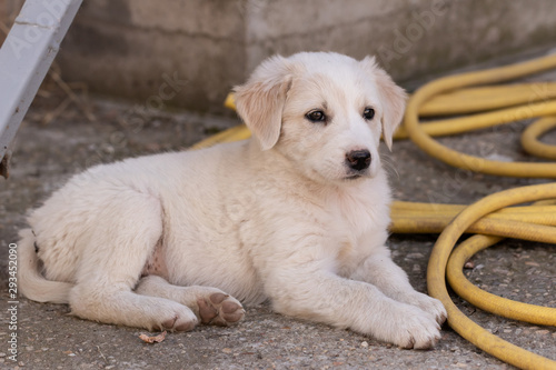 Fototapeta Naklejka Na Ścianę i Meble -  Little white puppy lies on a concrete half-pipe of a yellow hose