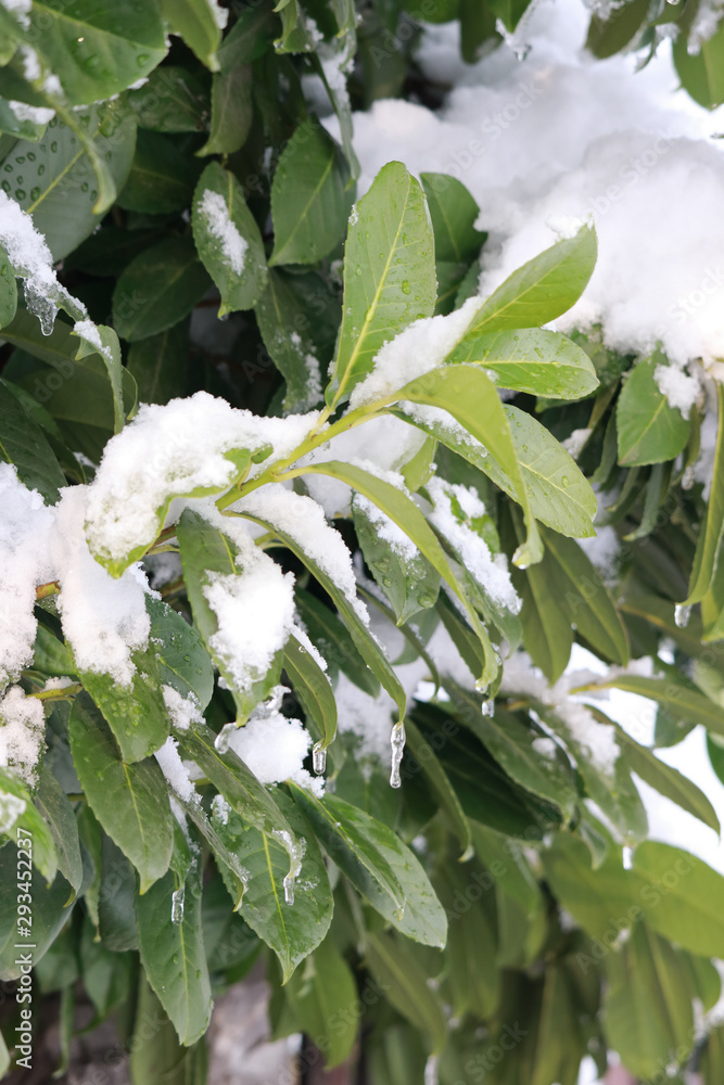 Obraz premium Unexpected snow falling on green trees