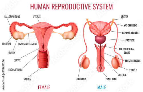 Realistic Human Reproductive System