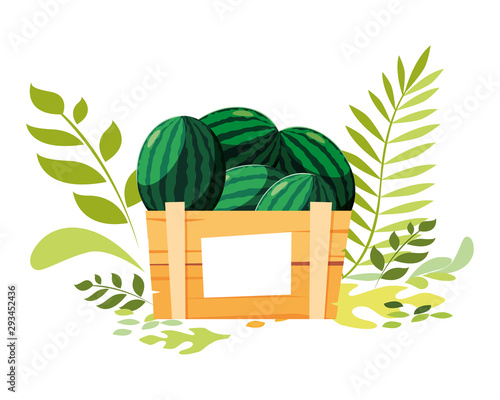 Isolated watermelons fruit box vector design