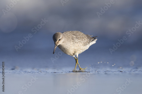 A red knot (Calidris canutus) resting and foraging during migration on the beach of Usedom Germany.