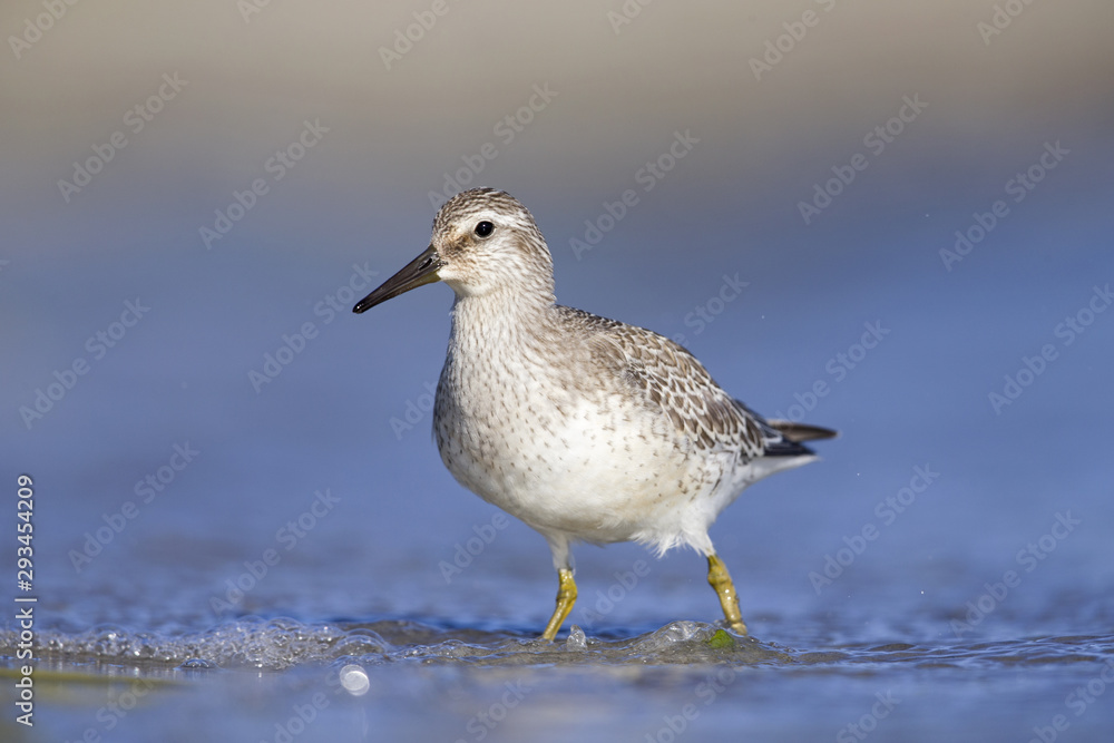Obraz premium A red knot (Calidris canutus) resting and foraging during migration on the beach of Usedom Germany.