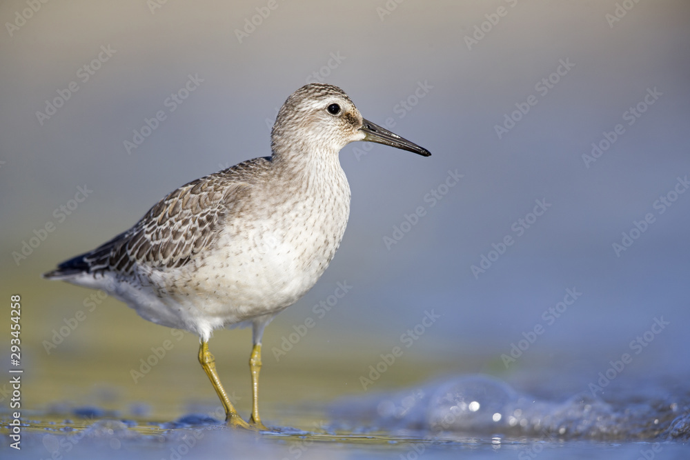 A red knot (Calidris canutus) resting and foraging during migration on the beach of Usedom Germany. A red knot (Calidris canutus) resting and foraging during migration on the beach of Usedom Germany.
