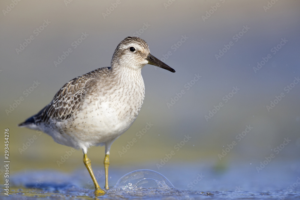 A red knot (Calidris canutus) resting and foraging during migration on the beach of Usedom Germany. A red knot (Calidris canutus) resting and foraging during migration on the beach of Usedom Germany.