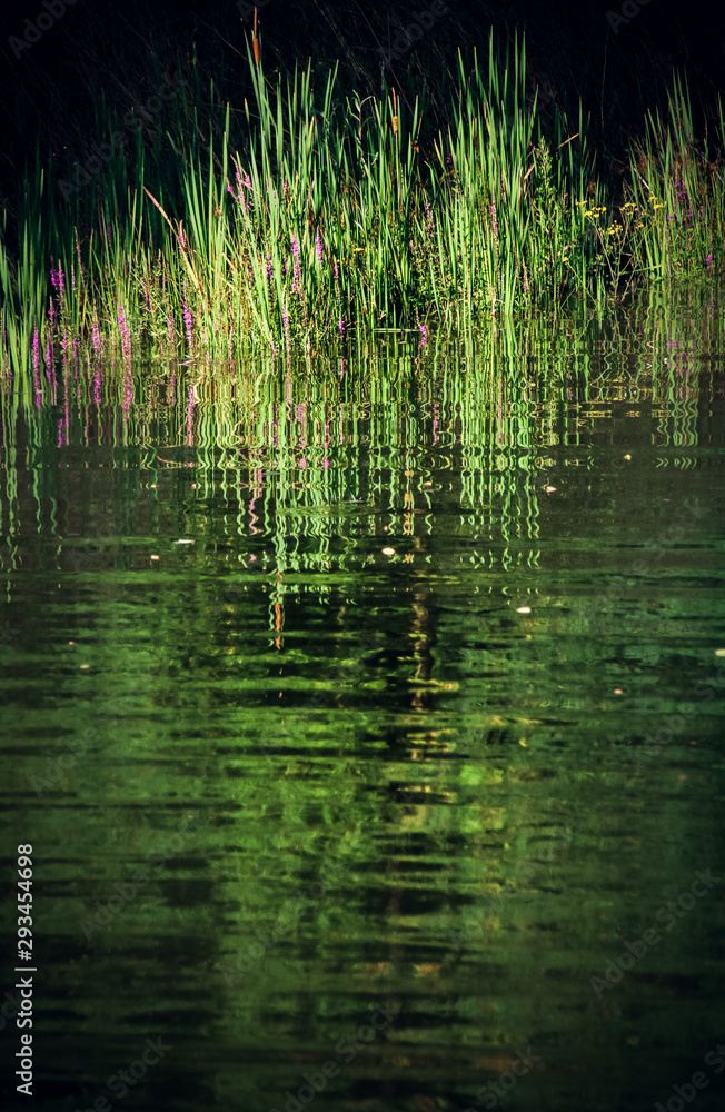 plantes avec leur reflet plantes avec leur reflet