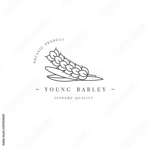 Vector design element and icon in linear style - young barley - healthy eco food. Organic ingredient. Detox supplements. Logo sign.