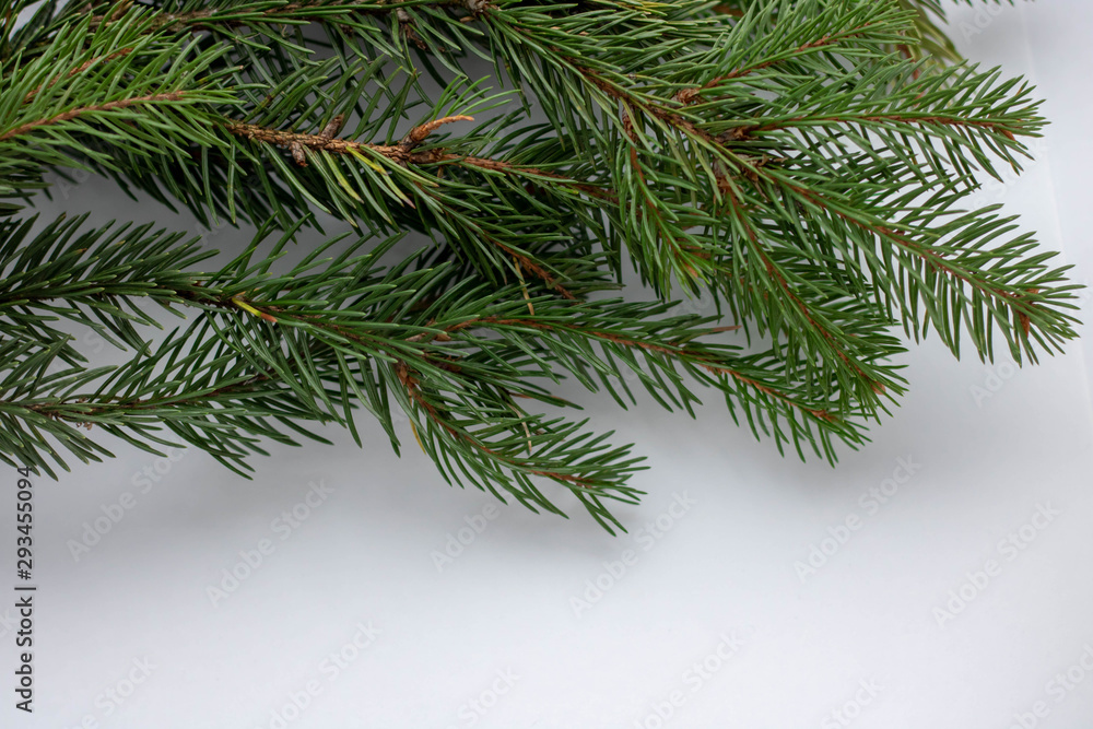 Spruce branch isolated on white background. Green fir. Christmas tree