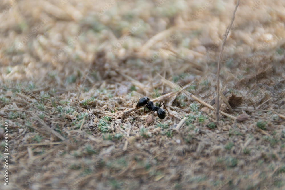 big ant protecting the anthill big ant protecting the anthill