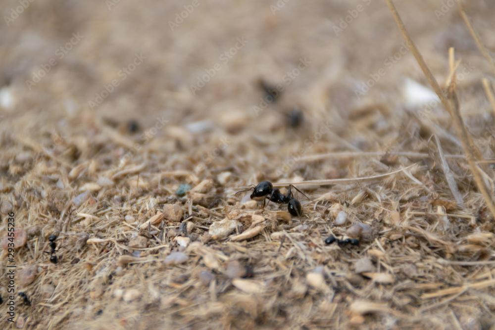 big ant protecting the anthill big ant protecting the anthill