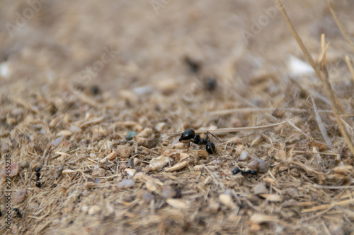 big ant protecting the anthill