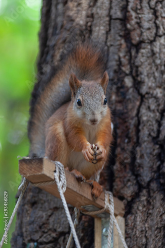 Squirrel eating a nuts from bird feeder on a tree in the Moscow park, selective focus © Arkadii Shandarov