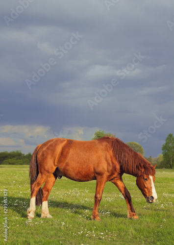 Horse on the field © burnyipotok