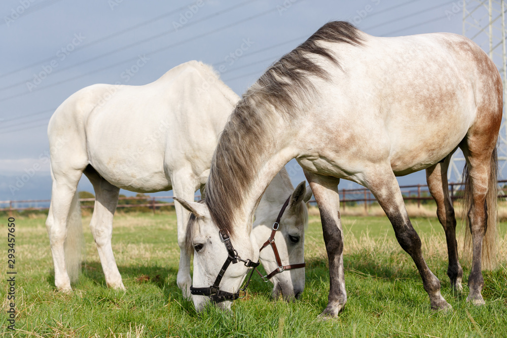 Obraz premium Schimmelfreunde